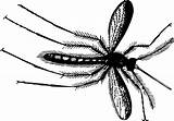 Gnat Clipart Drawing Clip Openclipart Clipartpanda Pepper Mosquito Animal Plants Silhouette Mouse Plant Pixabay Fly Donate Paintingvalley Insect Use These sketch template