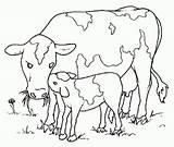 Vacas Vaca Toros Colorare Bueyes Vitello Vaci Cuccioli Colorat Mucca Cows Vaquinhas Loads Desene Vitel Planse Castrado Riscos Stampa Pintar sketch template