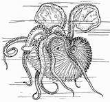 Nautilus Calamaro Inktvis Kleurplaat Calamar Tintenfisch Malvorlage Seiche Nautile Octupus Educolor Herunterladen Téléchargez sketch template