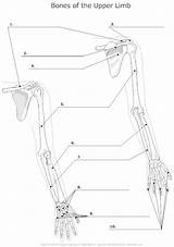 Anatomy Unlabeled Bones Arm Diagram Skeleton Bone Human Upper Limb Worksheet Physiology Coloring Hand Skeletal Smartdraw Heart System Appendages Study sketch template