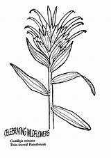 Indian Paintbrush Flower Coloring Drawing Outline Pages Flowers Google Texas Gif Cliparts Search Getdrawings Library Clipart Dogwood sketch template