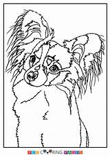 Papillon Coloring Dog Pages Printable Getcolorings Print Getdrawings sketch template