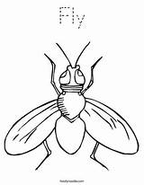 Mosca Alas Guy Abiertas Insectos Twistynoodle sketch template