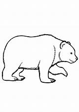 Bear Walking Coloring Pages sketch template