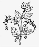 Calla Daffodil Matrimony Sorghum Thistle Tulip Almond Obsidian Freesvg sketch template