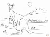 Coloring Kangaroo Joey Cute Pages Drawing Printable Silhouettes sketch template
