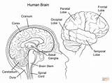 Coloring Brain Anatomy Pages Human Printable Supercoloring sketch template
