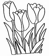 Tulip Coloring Pages Printable Kids sketch template