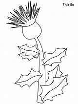 Coloring Pages Thistle Flowers Printable Flower Scotland Realistic Sheets Thistles Kids Color Print Flag Coloringpagebook Paper Book Scottish Drawings Children sketch template