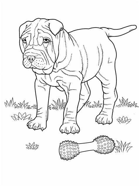 shar pei coloring page colouringpages