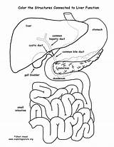 Liver Organs Labeled sketch template
