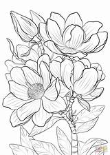 Dogwood Coloring Getcolorings Marvelous Campbells sketch template