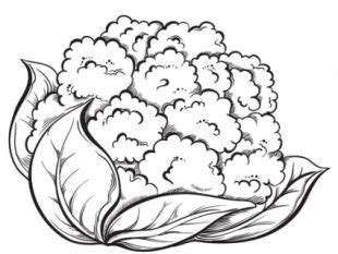 coloring pages cauliflower vector coloring pages