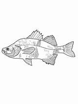 Perch Coloring Pages Crappie Printable Drawing Supercoloring Categories sketch template