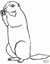 Prairie Dog Coloring Pages Drawing Printable Brown Squirrel Ground Getdrawings Supercoloring Categories sketch template