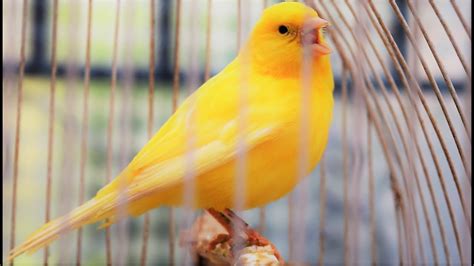 yellow canary singing video serinus canaria canary training song