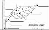 Leaf Label Simple External Plant Anatomy Morphology Diagram Science Petiole Plants Stem Enchantedlearning Stalk Side Printout Miss Subjects sketch template