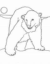 Bear Coloring Polar Drawing Face Pages Arctic Drawings Paperblog Paintingvalley Arnold Caroline Books sketch template