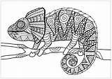 Chameleon Coloring Branch Pages Chameleons Adult sketch template