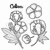 Cotton Coloring Pages Vector Crops Drawing Color Printable Plants Graphic Collection Isolated Background Set Getdrawings Sketch Branch Getcolorings выбрать доску sketch template