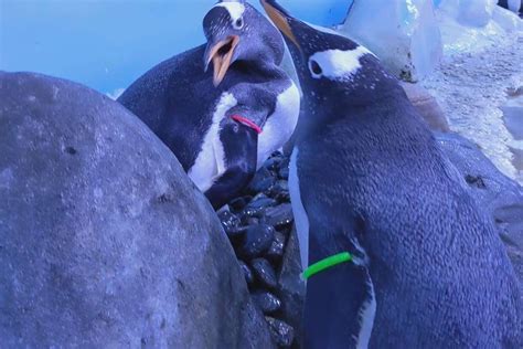 same sex penguin partnerships formed at london aquarium during mating