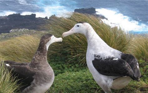 Antipodean Albatross In Breeding Crisis Falklands Black