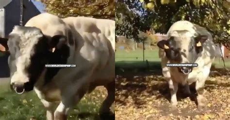 unreal cow is an absolute unit funny video ebaum s world