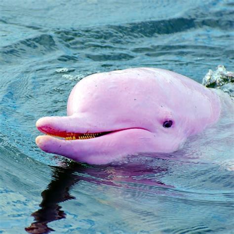 rare pink dolphins dolphins photo  fanpop
