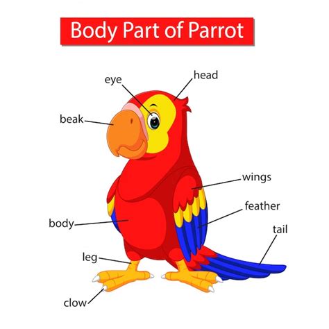 premium vector diagram showing body part  parrot