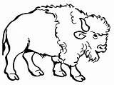 Bison Coloring Drawing Pages American Buffalo Clipart Printable Water Cartoon Awesome Nice Kids Color Coloring4free Clip Cliparts Bills Draw Buff sketch template
