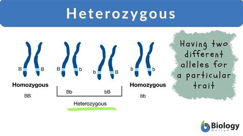 heterozygous definition  examples biology  dictionary