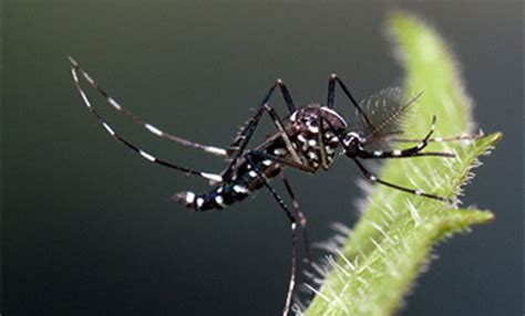 increasing risk  mosquito borne diseases  eueea  spread  aedes species