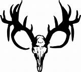 Elk Whitetail Clipartmag Buck sketch template