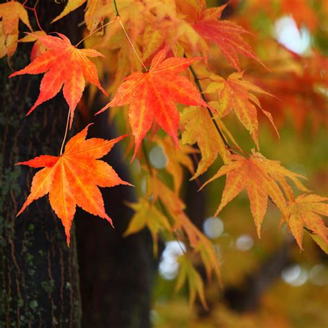 trees  great fall foliage  family handyman