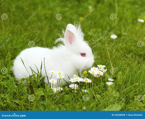wit konijntje stock foto image  gras bloem baby