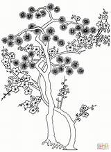 Pino Pine Gravura Pinheiro Alberi Japoneses Giapponesi sketch template
