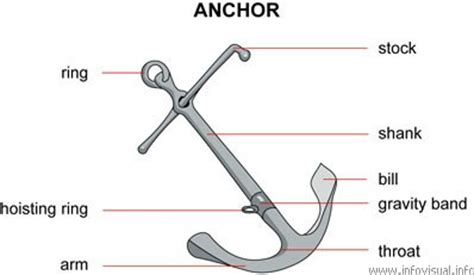 david  nelson anatomy   anchor