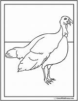 Turkey Coloring Hen Pages Realistic Printable Colorwithfuzzy sketch template