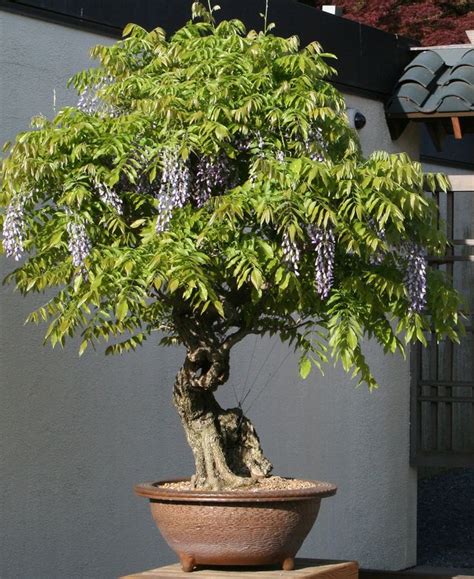 japanese wisteria wisteria floribunda  training   bonsai