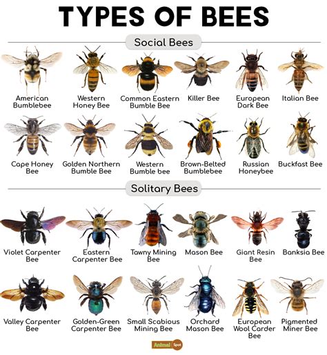 identifying types  bees