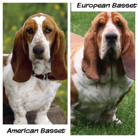 What’s The Difference Between European Vs American Basset