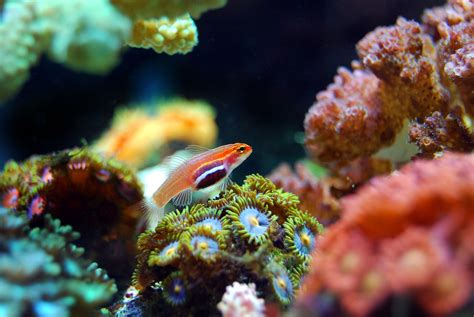 disenos del espacio inspirados en los arrecifes de coral