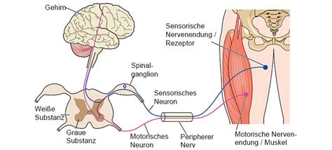 das nervensystem der querschnittde