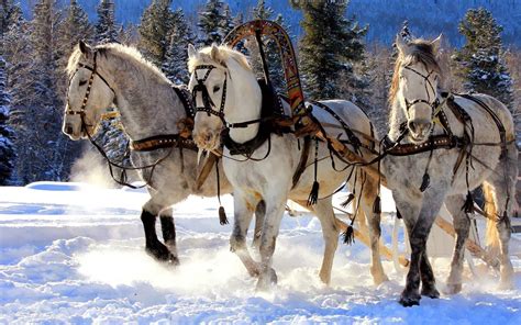 witte paarden  de sneeuw