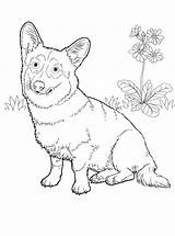 Coloring Jack Terrier Russell Pages Getcolorings Dog sketch template