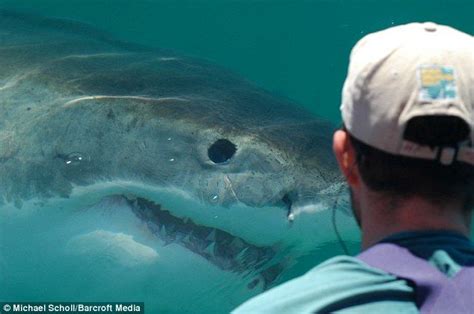 Face To Face With A Great White Shark Shark Pictures