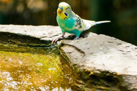 parrots swim   good swimmers ground feeders unianimal
