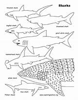 Shark Coloring Pages Whale Sharks Printable Great Tiger Basking Lavagirl Color Print Colouring Sharkboy Getdrawings Getcolorings Printing Octonauts Colorings Exploringnature sketch template