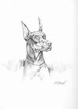 Doberman Pinscher Dog Drawing Etsy Drawings Sketch Painting sketch template