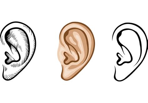 ears vector art icons  graphics
